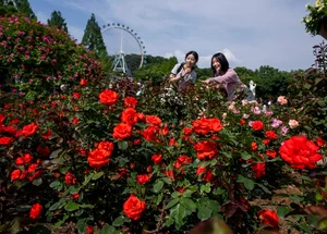 '에버랜드 로로티' 장미축제, 봄 나들이 '핫플'