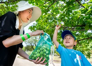 에버랜드, 하늘정원길 '매실따기' 체험