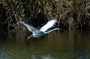 에버랜드, 큰고니 야생 방사 프로젝트 ‘결실’
