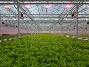 우듬지팜, 유럽형 채소 첫 출하…‘제2 도약’ 시동