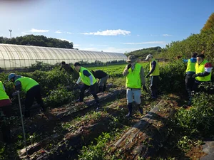NH농협은행 리스크관리부문, 농촌일손돕기 실시