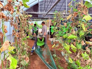 NH농협은행 IT부문, 수확기 농촌일손돕기 실시