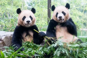 에버랜드, '판다 세컨하우스' 인기