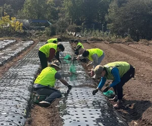 NH농협은행 정보보호부문, 의왕시 인근농가 찾아 수확기 일손돕기