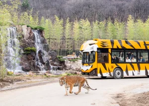 에버랜드, 사파리 리뉴얼·판다·불꽃쇼로 봄 나들이객 몰이…방문객 20% 증가