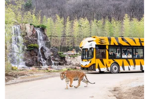 에버랜드, 사파리 리뉴얼·판다·불꽃쇼로 봄 나들이객 몰이…방문객 20% 증가