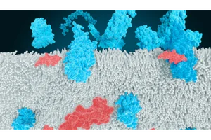 [바이오 디코드] 카일레라 상장 첫날 62.50% 폭등...비만치료제 판도 흔들까