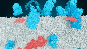 [바이오 디코드] 카일레라 상장 첫날 62.50% 폭등...비만치료제 판도 흔들까