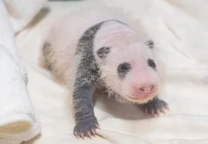 생후 3주 애버랜드 '막둥이' 아기 판다... 눈·귀·어깨 검은 무늬 확연