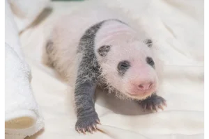 생후 3주 애버랜드 '막둥이' 아기 판다... 눈·귀·어깨 검은 무늬 확연