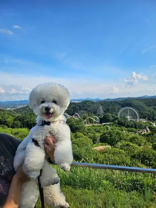 지난 8월, 세계 개의 날을 맞아 진행된 에버랜드 반려견 동반 이벤트 모습. (제공 에버랜드)