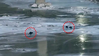 ‘오염 대명사’ 꼬리표 뗀 영풍 석포제련소... 낙동강에 수달 가족 돌아왔다