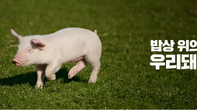 국산 돼지 '한돈' 투자증권 나온다