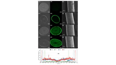 아모레퍼시픽, AI 기반 모발 케라틴 강화 펩타이드 개발
