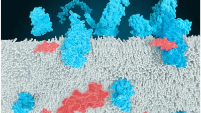 [바이오 디코드] 카일레라 상장 첫날 62.50% 폭등... 비만치료제 판도 흔들까