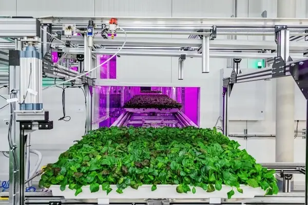 피프스 시즌의 수직농장. 사진=피프스 시즌