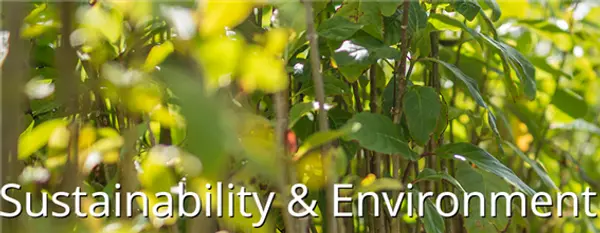 타운즈빌이 도시를 푸르게 만드는 나무들의 보호를 위한 정책을 강화한다. 사진=타운즈빌 공식 홈페이지