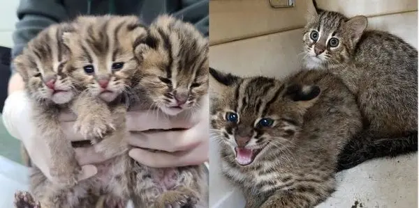 삵 새끼들 모습. 사진 충남야생동물구조센터. 사진은 기사 내용과 관련이 없습니다.