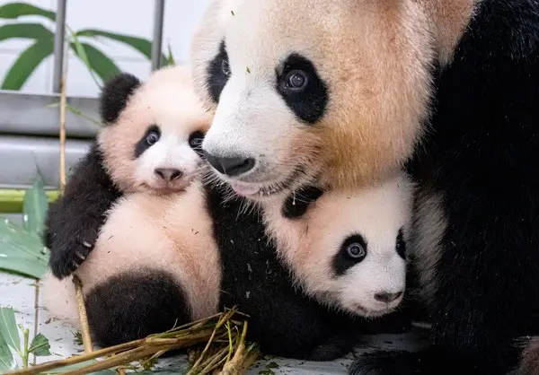 에버랜드 판다월드에서 올해 7월 7일 태어난 쌍둥이 아기판다 루이바오와 후이바오가생후 120일차를 맞은 지난 4일부터 엄마 아이바오 품에서 함께 생활하게 됐다.