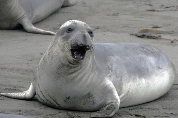  * 코끼리물범. 사진=픽사베이