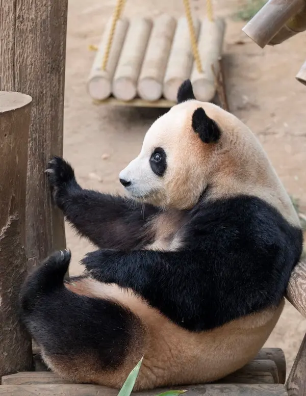 푸바오. 사진 에버랜드