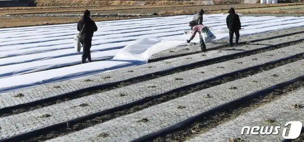 추위가 절정에 달한 지난달 30일 경남 거창군 가북면 용산리의 한 양파밭에서 농민들이 월동준비를 위해 부직포를 덮고 있다. (거창군 제공)