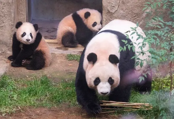 판다월드 방사장에 사전답사 나온 엄마 아이바오(맨앞)와 쌍둥이 판다 루이바오(왼쪽), 후이바오(오른쪽)