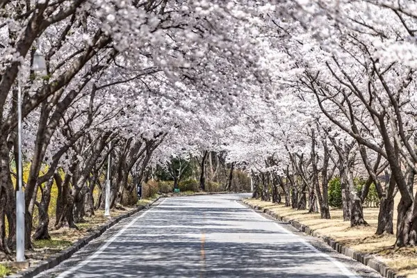  * 골프장 진입로부터 클럽하우스까지 약 1.4km 구간 벚꽃길=신라CC 제공