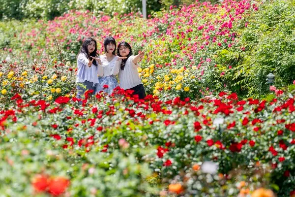 720품종 300만송이 장미가 만발한 에버랜드 장미원