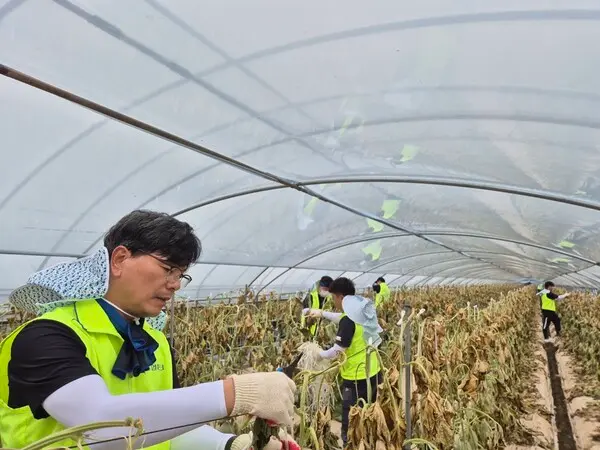 강신노 NH농협은행 리스크관리부문 부행장(왼쪽)과 직원들이 19일 충남 논산시 농가를 찾아 수해복구 작업을 도왔다. [출처: NH농협은행]