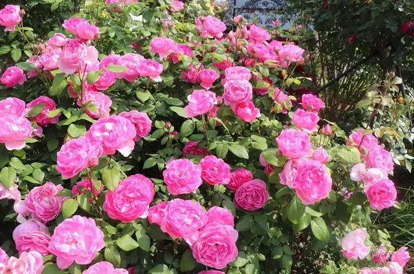 에버랜드의 퍼퓸에버스케이프. (제공 에버랜드)