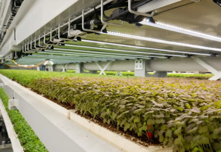 업워드 팜이 구축할 세계 최대 규모의 수직농장. 사진=업웨드 팜