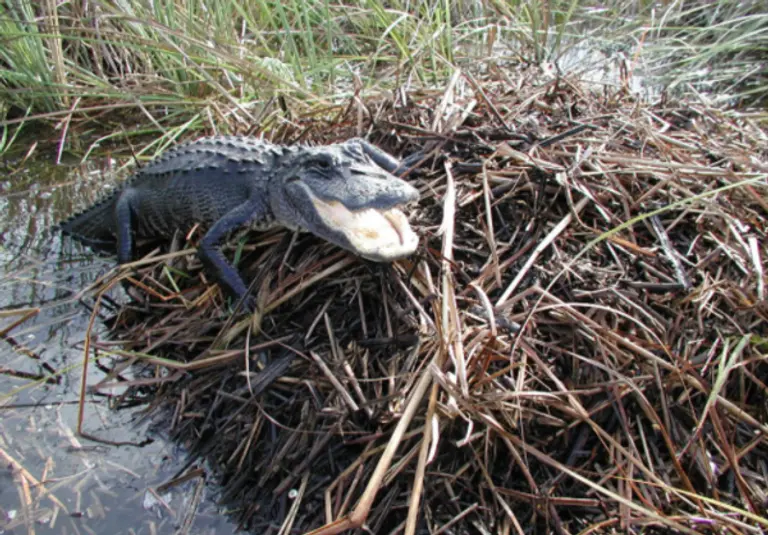 플로리다주 에버글레이즈 국립공원의 악어 모습. 사진=에버글레이즈 국립공원 홈페이지