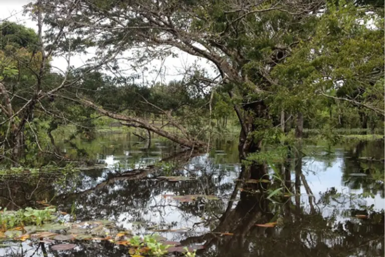 아마존 열대우림이 회복력을 상실하는 시점이 임박했다는 우려가 나왔다. 사진=픽사베이