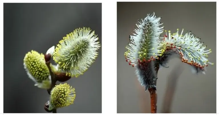  * 호랑버들(좌)과 갯버들