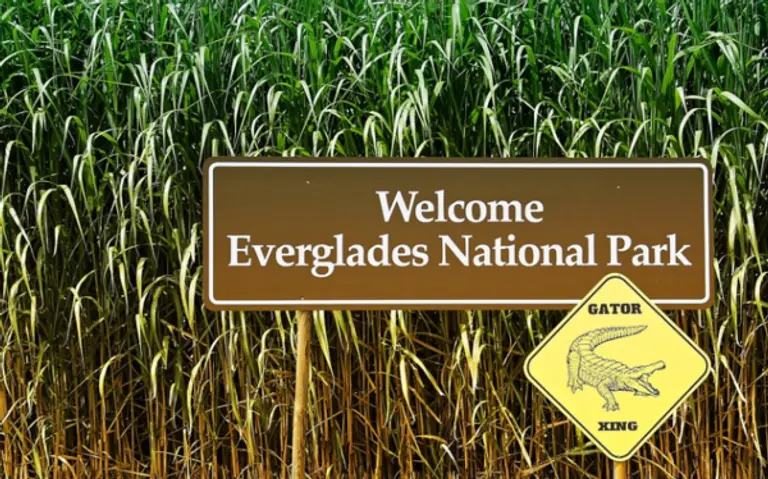 미국 플로리다 주의 에버글레이드 습지. 사진=픽사베이