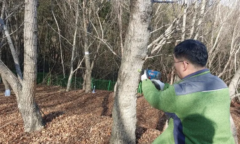  * 산림청 국립산림과학원(원장 박현) 산림바이오소재연구소는 지난 17일 경남 진주 인공조림지에 식재된 우산 고로쇠나무 등 4종의 고로쇠나무에서 올해 첫 수액 채취 작업을 시작했다.