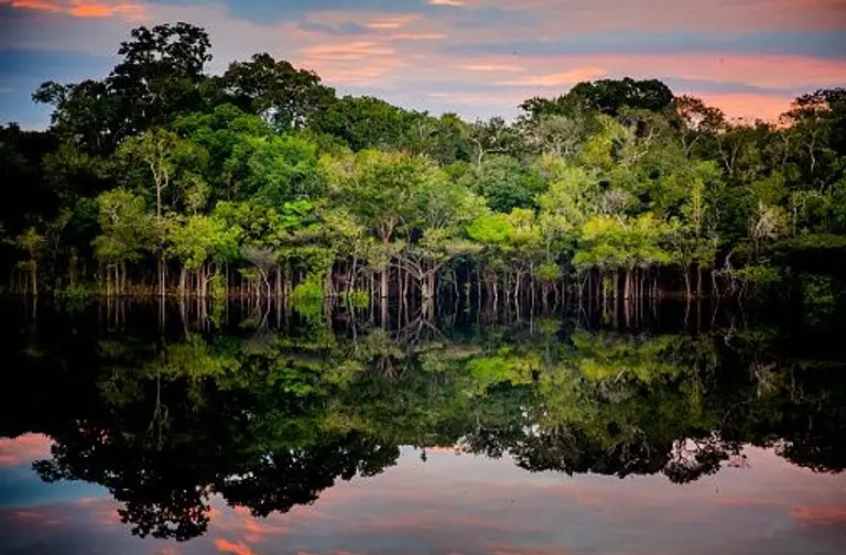  * 지구의 허파로 불리는 아마존 숲