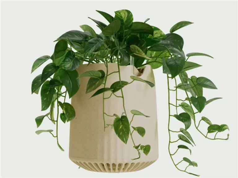  * 네오플랜츠가 개발 공급하는 슈퍼 식물 네오P1. 사진=네오플랜츠