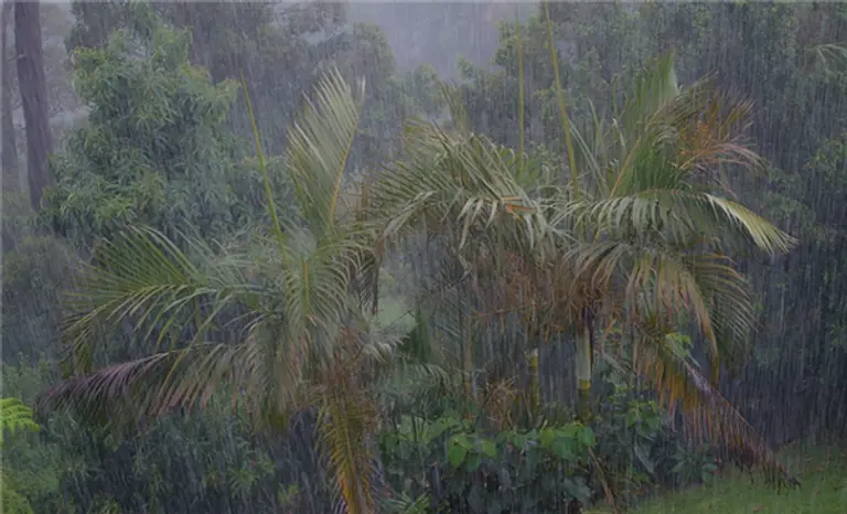  * 아마존 정글. 사진=픽사베이