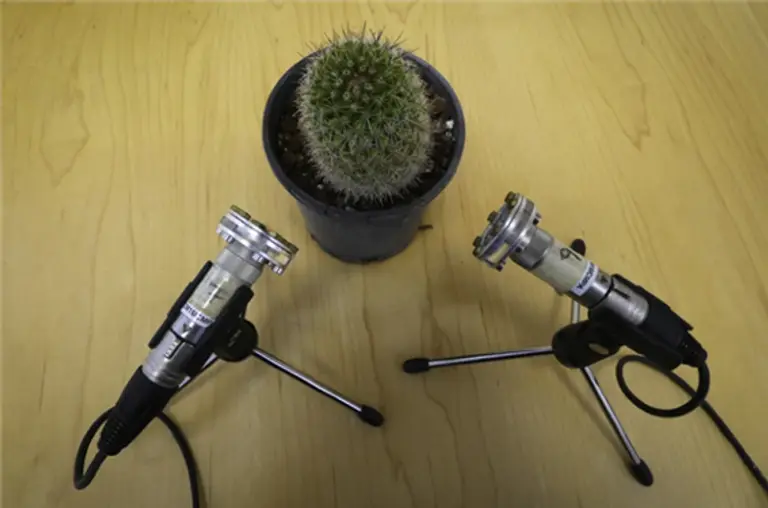  * 식물이 스트레스를 받아 내는 소리를 포착하는 실험. 사진=네이처 via 라일라크 하다니