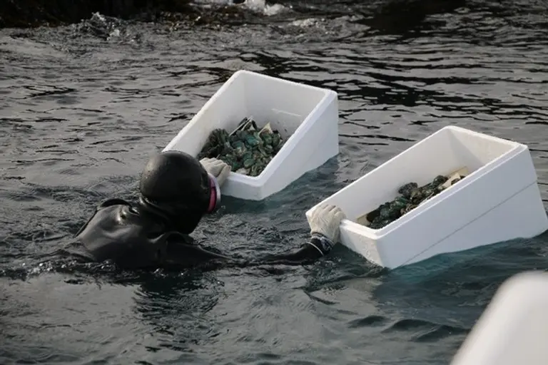  * 해녀들이 울산 앞바다에 어린 전복을 방류하고 있다