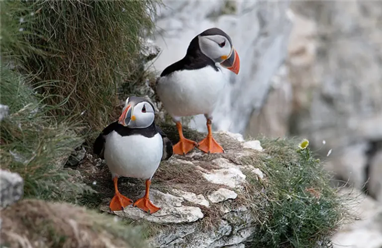  * 바다오리. 사진=픽사베이