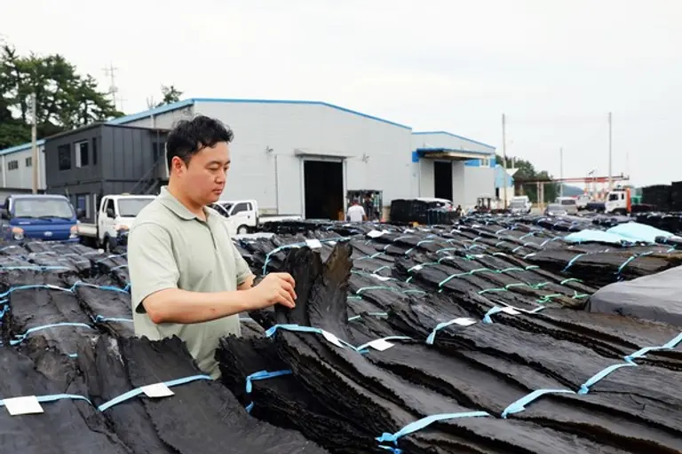 농심 구매팀 담당자가 다시마 품질을 확인하고 있다. (사진=농심)