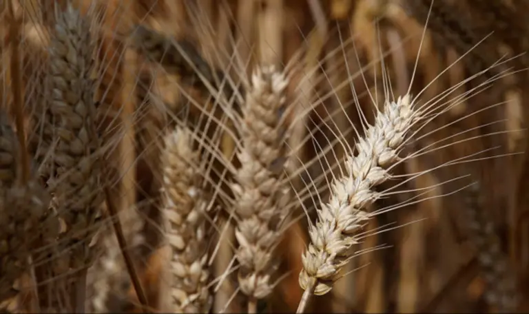 *사진=WEF via 로이터