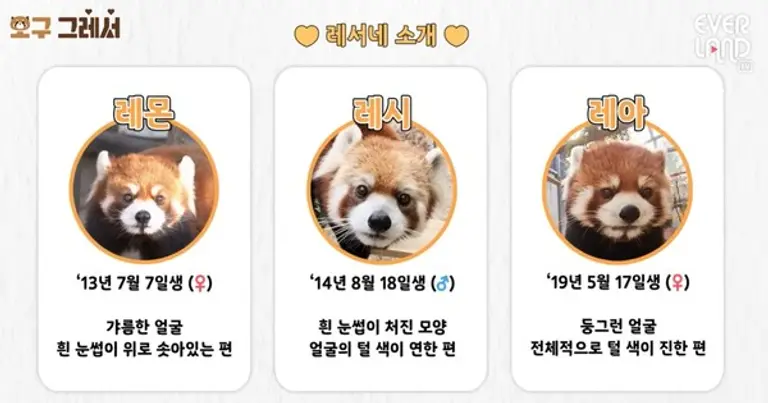 에버랜드 레서 판다 소개