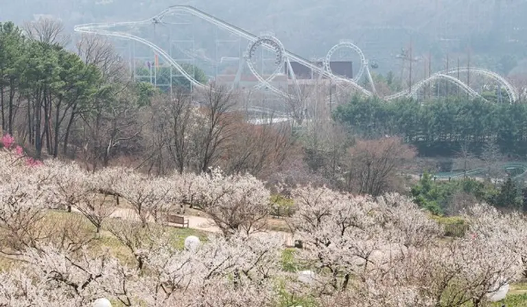 에버랜드는 전년대비 열흘 가량 매화 개화 시기가 앞당겨질 것으로 예상해 하늘정원길 단독 상품을 출시하고 모바일 앱을 통해 사전 예약을 받고 있다.