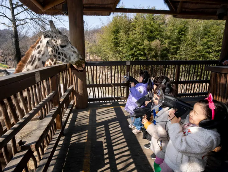 집음기를 통해 기린의 소리를 체집하는 모습