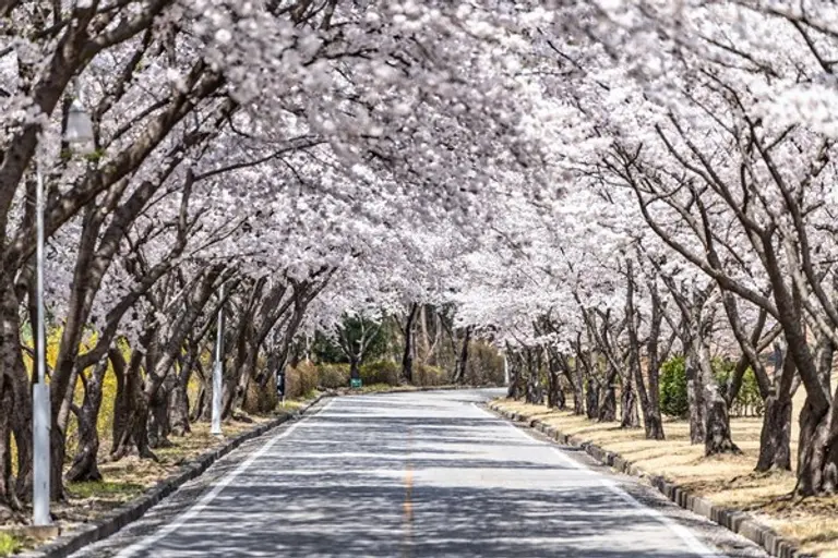 * 골프장 진입로부터 클럽하우스까지 약 1.4km 구간 벚꽃길=신라CC 제공