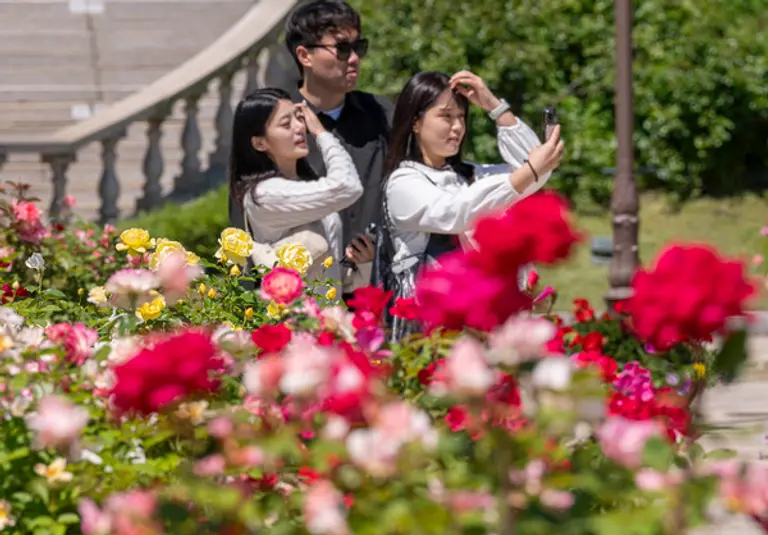 720품종 300만 송이 장미가 만개하는 에버랜드 장미원